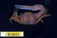 藏品(北方丑招潮蟹)的圖片